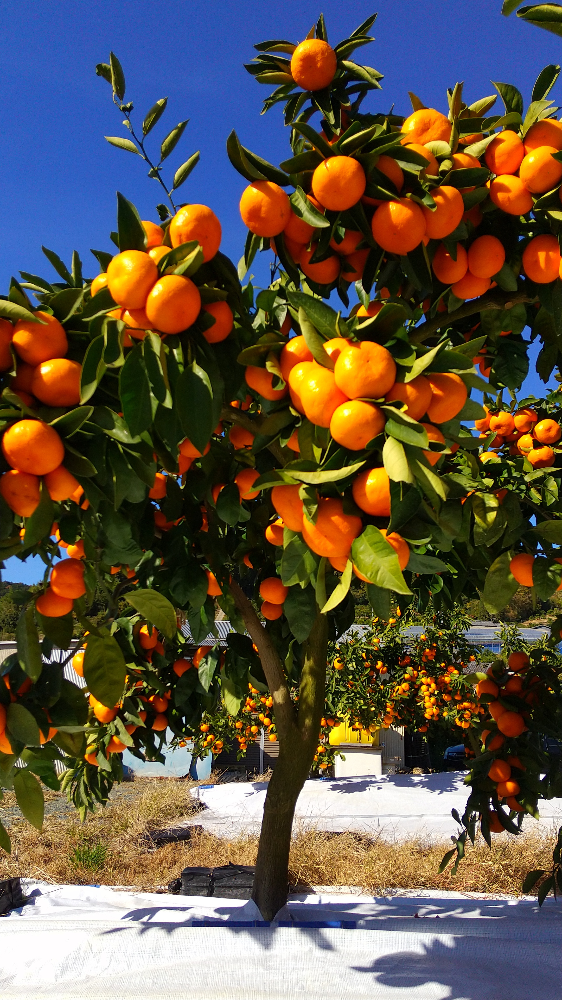 滝沢みかん光希「希-のぞみ-」／Takisawamikan Mitsuki -Nozomi