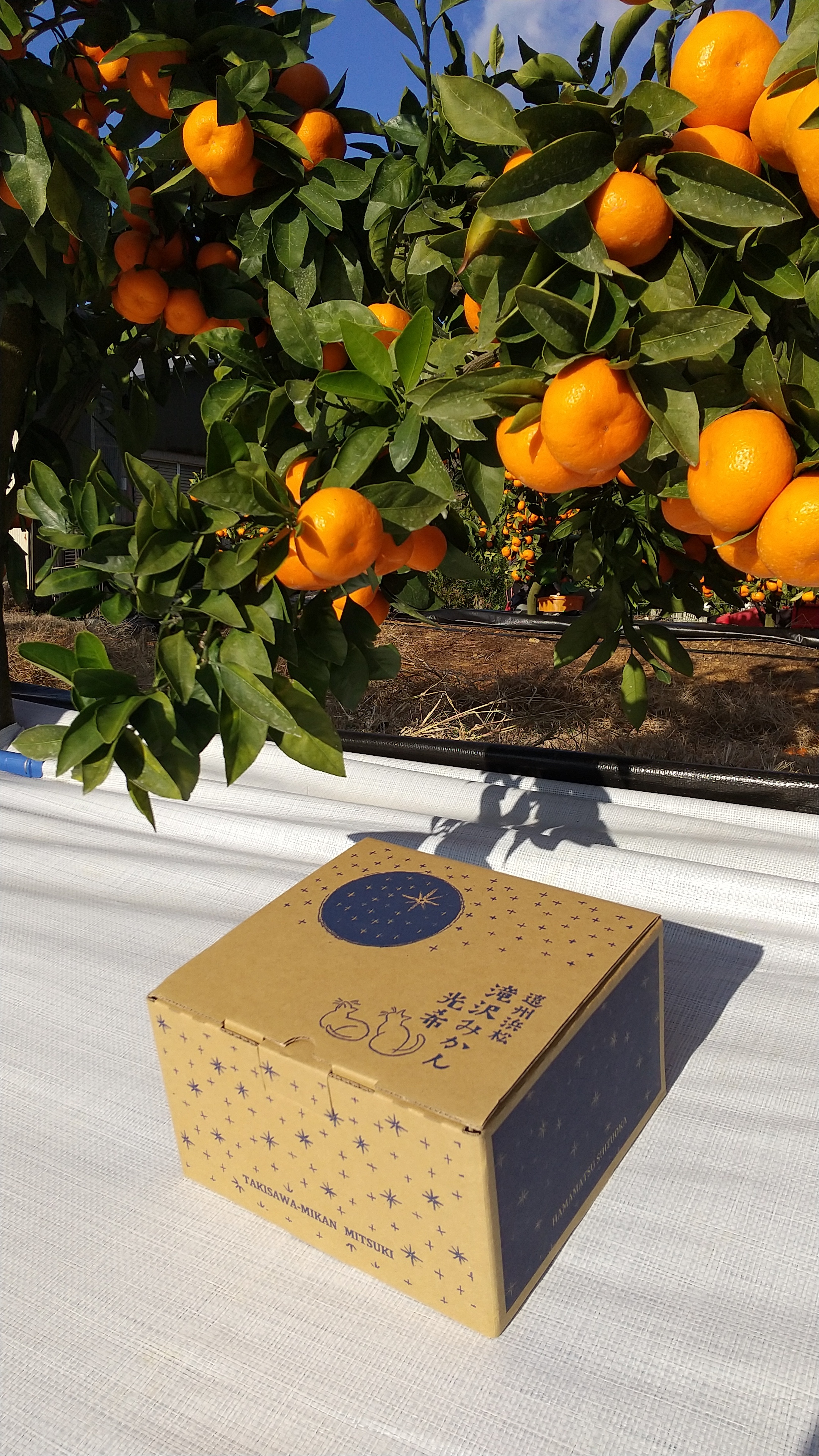 みかん 2f1557d2b9596f5e627be01832b360