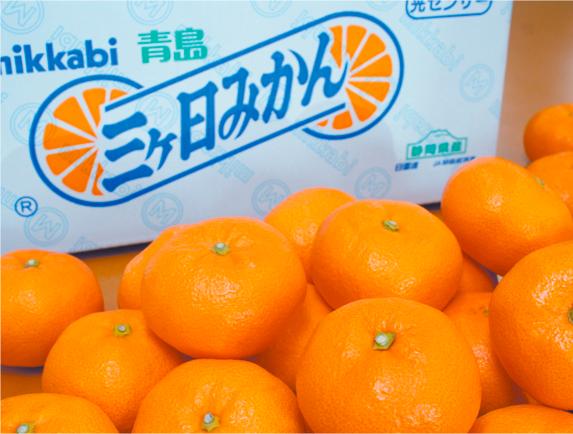 三ヶ日みかん／Mikkabi mikan
